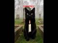 #cat #predictions #magic