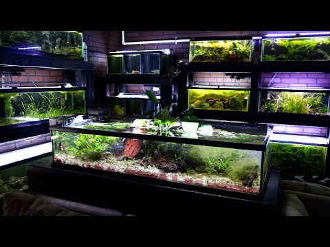 Video: Uvedení vašeho nejlepšího dopředu na akvarijních rybích výstavách