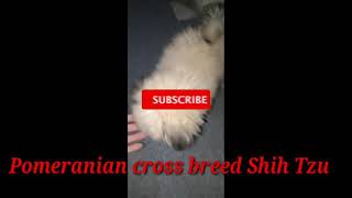 Pom Shih Tzu Breed🐶🐶🐶