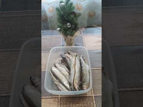 Вкусная вяленная рыбка Ряпушка! Как посолить ряпушку #shorts