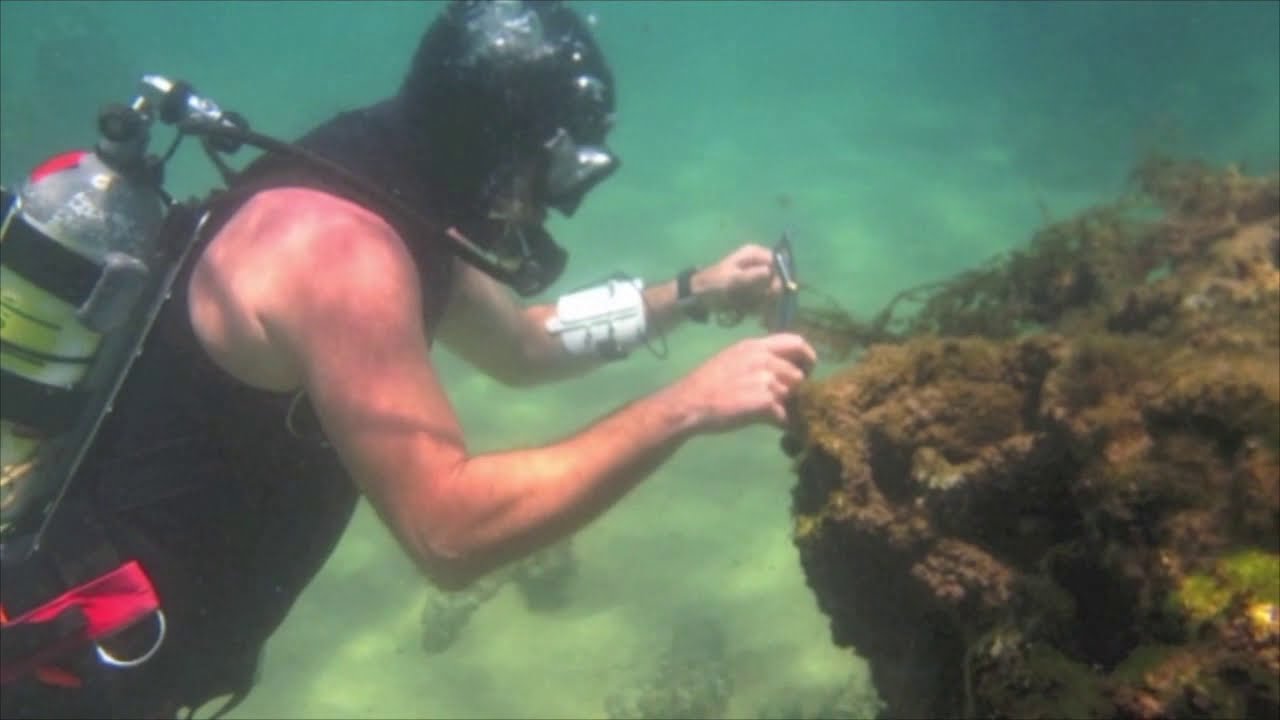 Divers can make a difference!