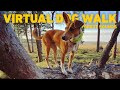 No ads dog tv  virtual dog walk in ancient woodland  calming nature sounds for dogs