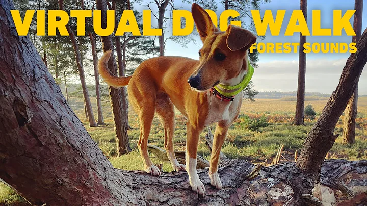[NO ADS] Dog TV 🌲 Virtual Dog Walk in Ancient Woodland 🐕 Calming nature sounds for dogs