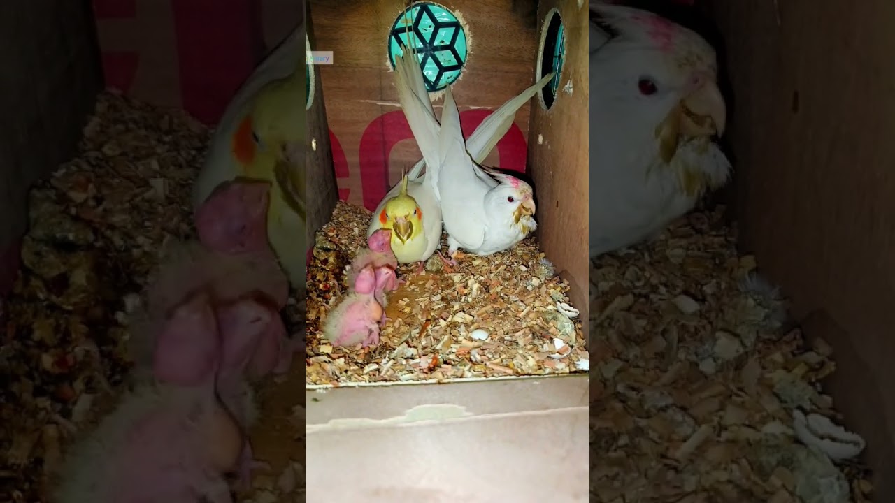 A bird is feeding its young😲 