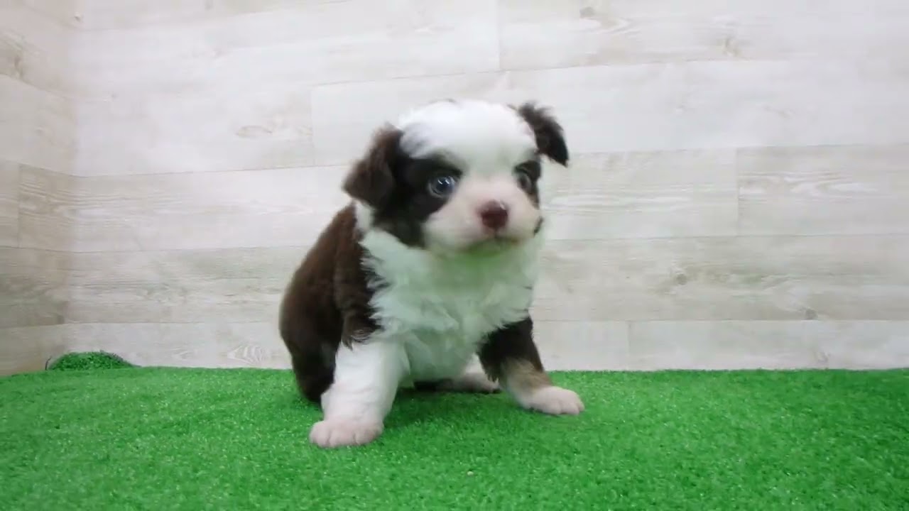 チワワ（ロングコート）の子犬（オス♂） 大洲店 No.00766789｜ペット