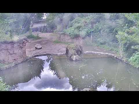 Dublin Zoo Elephants Live Cam preview