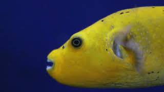 An Aquarium Date Be Like