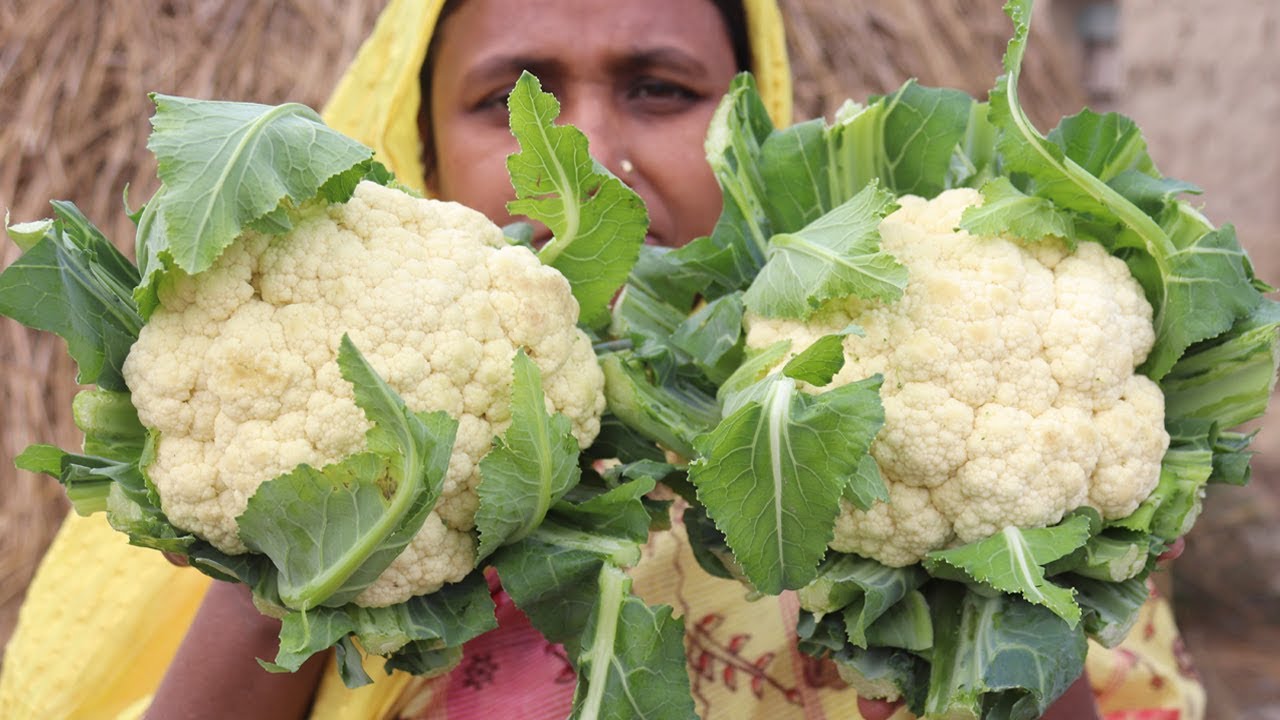 Village Food Cooking Farm Fresh Cauliflower in My Village Style Tasty & Delicious Cauliflower Fry