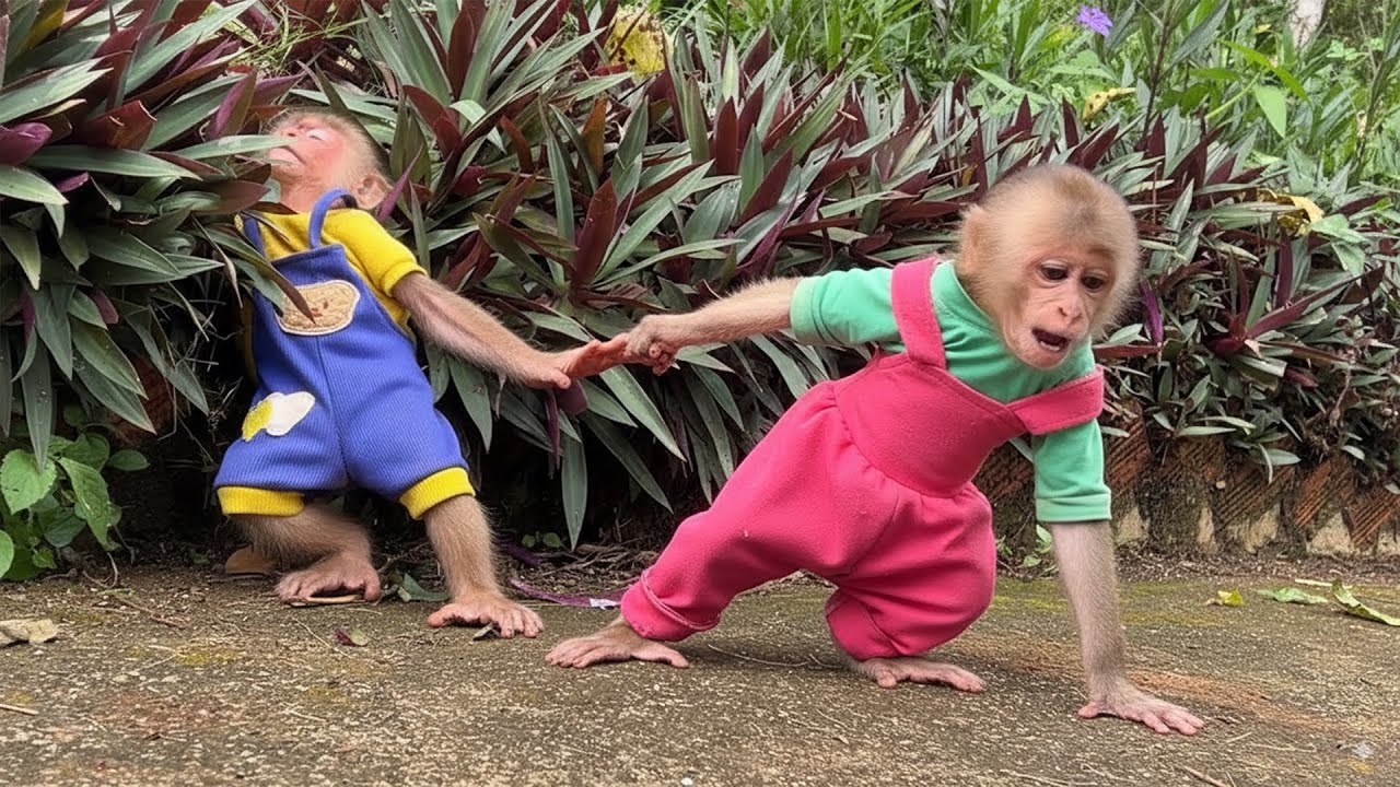 Why Monkey Bon & Moon’s Friendship Faces BIG TROUBLES?