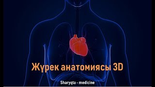 Жүректің құрылысы қандай? l Жүрек анатомиясы 2 минутта