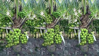 नारियल की खेती | Nariyal ki kheti kaise kare | coconut farming in india