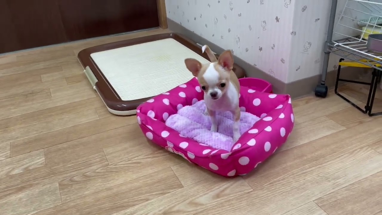 リトルチョコ 仔犬販売 アーカイブ