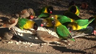 Suara lovebird koloni bagus dan lebih alami untuk pemasteran