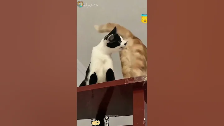 Watch the video about When you have two cats 🐱 🐱 🐱 #animals #tiktok #cat #funny #haha #happy