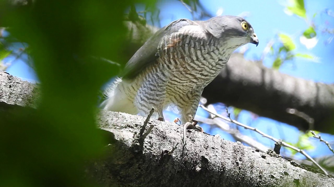 Predation Bird Preys On Lizards Sparrowhawk श क र पक ष छ पकल 猛禽類ツミがトカゲを捕食 Dscn9731 Youtube