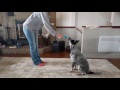 Australian Cattle dog 5 months training and tricks の動画、YouTube動画。