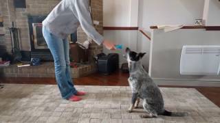 Australian Cattle dog 5 months training and tricks