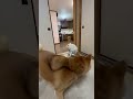 子供の頃、好きな女子に意地悪する男子いたなと思い出しす動画‼️#嫌われるよ#優しくしてね#柴犬#多頭飼い#shibainu#dog#spiteful#犬