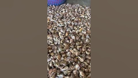 ốc nhảy cụt đợt này con to thịt mập sạch cát ngọt sệt#haisantuoisong  #shorts