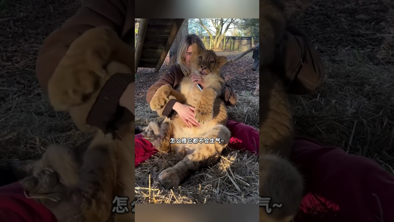 小狮子从小被小姐姐带大，多年后重逢一眼就认出她，激动地上前拥抱。