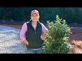 Planting a Privacy Screen | Gardening with Creekside