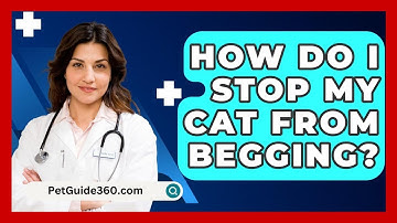 How Do I Stop My Cat From Begging? - PetGuide360.com