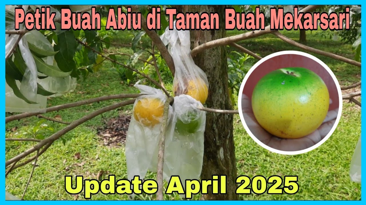 Petik Buah Abiu di Taman Buah Mekarsari | Update April 2025