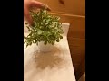 Beautiful plant for you bathroom!! CHANGYUYS