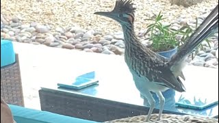 Tazz Stalking Rocky the Roadrunner by Savannah Tazz 221 views 1 year ago 1 minute, 14 seconds