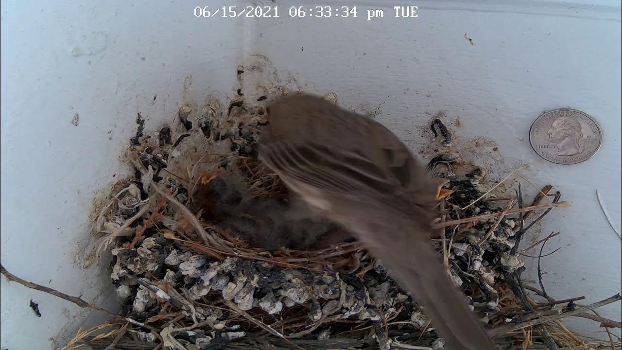 Bird Nest Live Stream YouTube