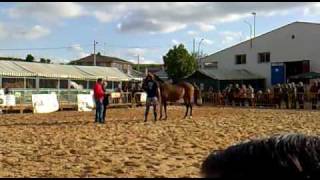 I Concurso Morfológico ecuestre Villamor - JUSTO