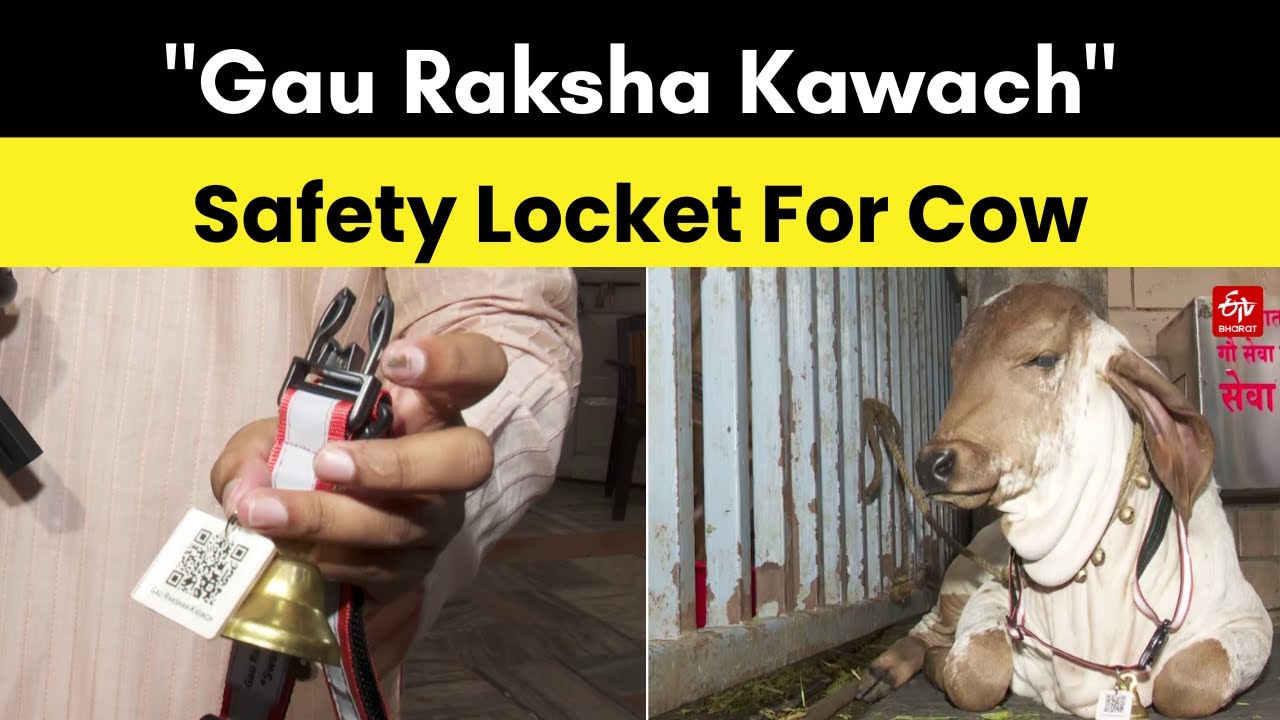 Vaccination Schedule Of Cattle In Bangladesh Vaccination Schedule Of Cattle In Bangladesh