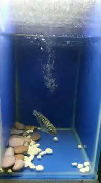 Penampakan awal beli louhan kamfa f2 snow size 5cm