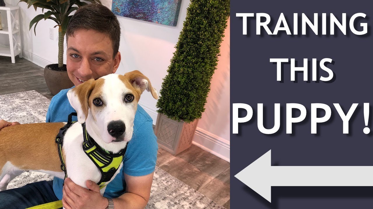 puppy paradise My Training Session with Gizmo!