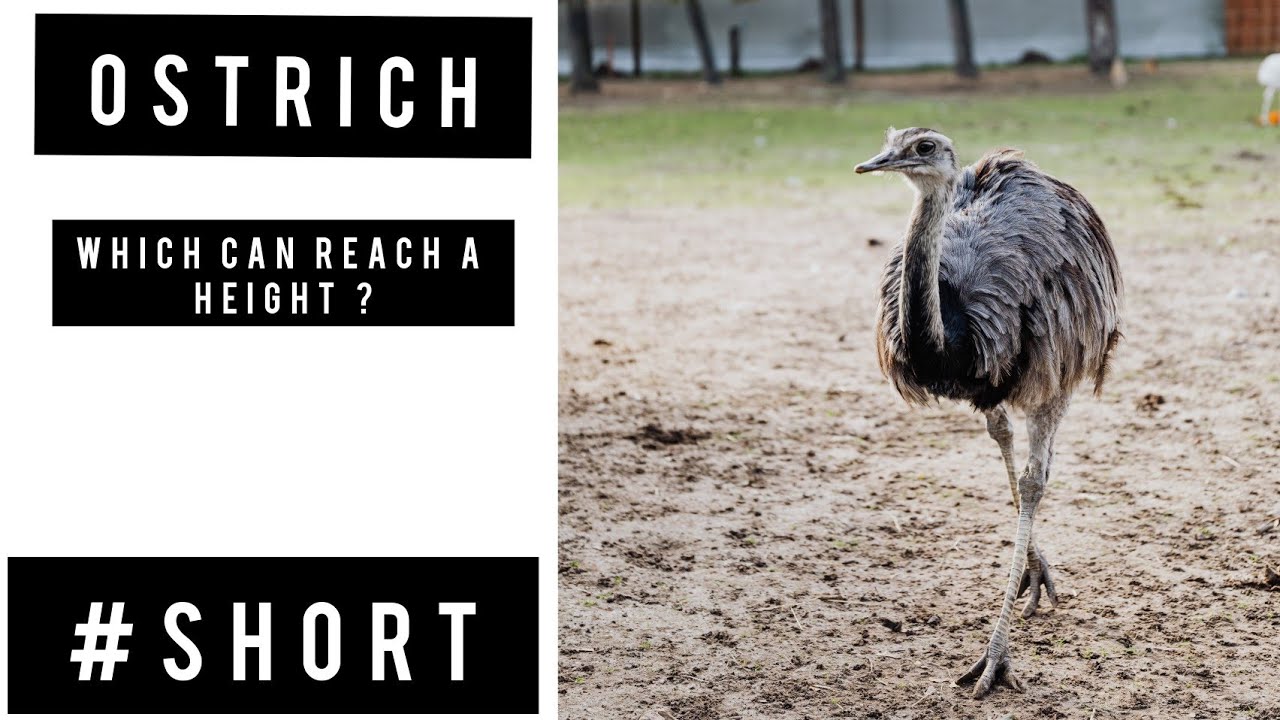 the Ostrich Incredible bird 