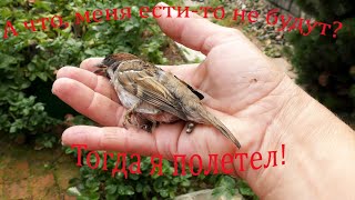 Если меня не будут кушать, то я полетел. If they don&#39;t want to eat me, then I flew