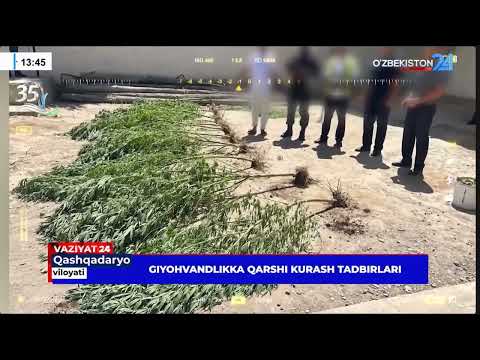 Giyohvandlikka qarshi kurash tadbirlari (Qashqadaryo)