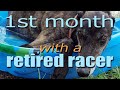 My 1st month with my retired racing Greyhound | Adopt a retired racer