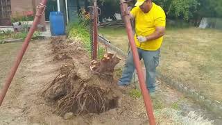 Как легко и быстро удалить дерево с корнем подборка