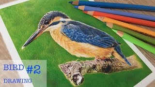 Realistic Bird drawing - Kingfisher - Time-lapse