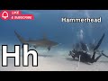 ABC Animal Phonics Daily Challenge | Learn A–Z Alphabet with Animals | Fun Kids Learning Video