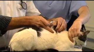 The Administration of Subcutaneous Fluids