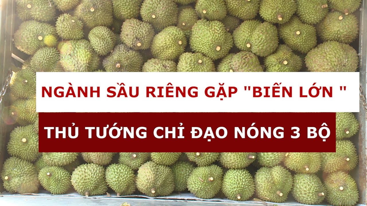 Ngành sầu riêng gặp biến lớn| Thủ tướng chỉ đạo nóng