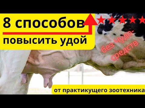 Видео: Как часто нужно кормить коров?