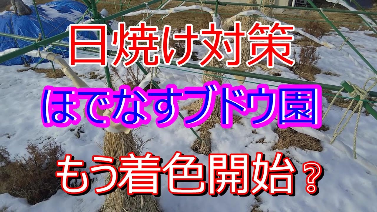 2025 7 12日焼け対策と生育状況　＃ブドウ栽培　＃家庭菜園　＃シャインマスカット