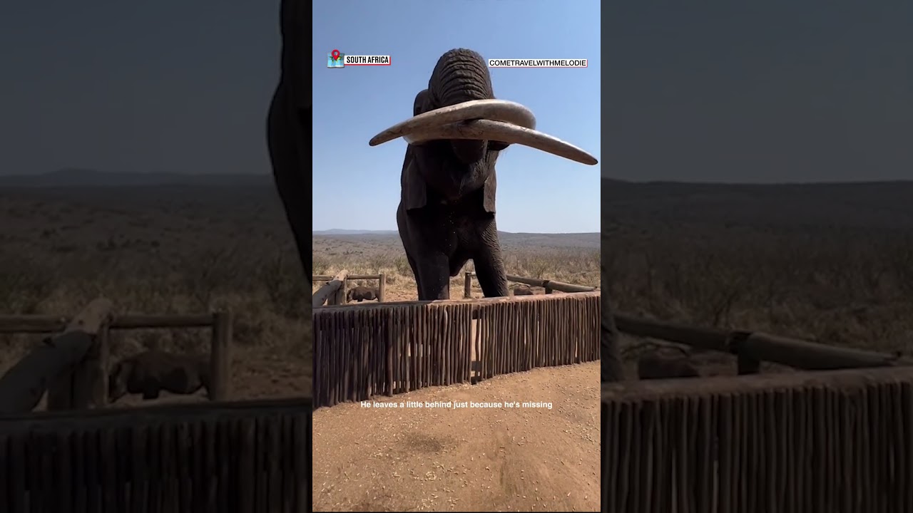 🐘 How fast can an elephant drink 20 litres 