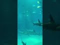 #shark #fish #osaka