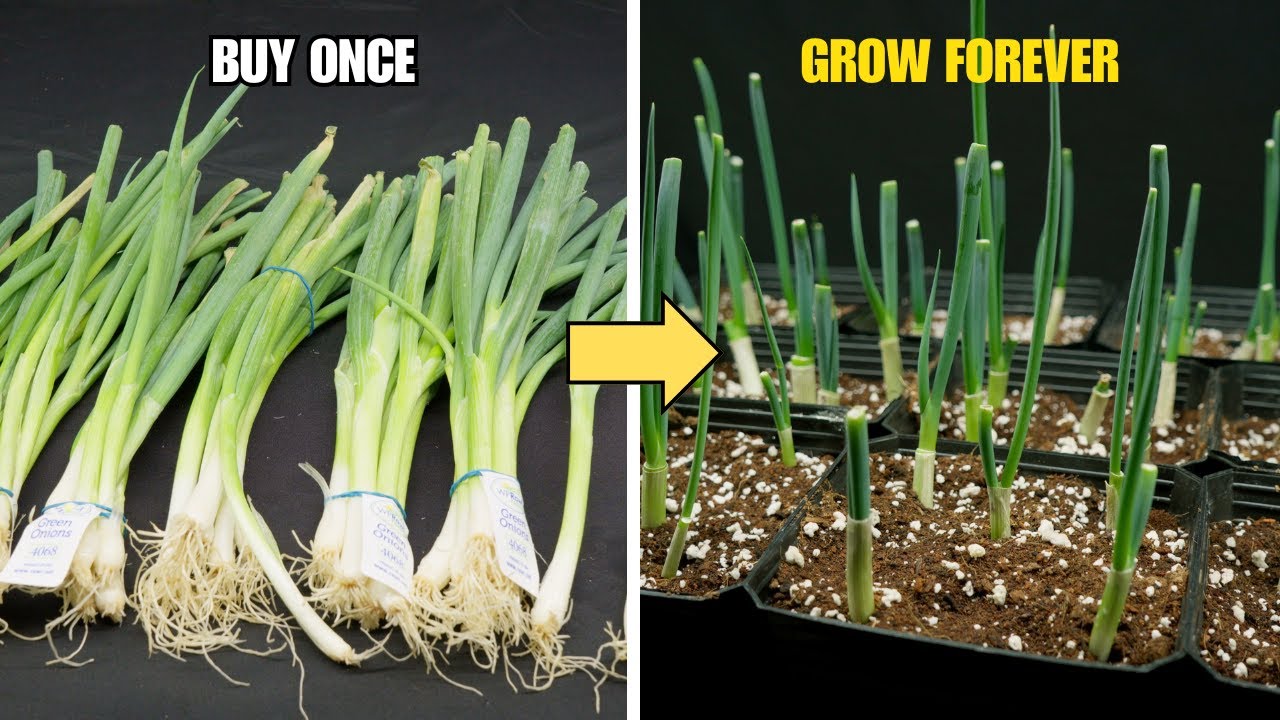 How to Regrow Green Onions From The Grocery Store (Unlimited Supply ...