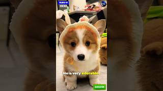 A mother dog,whose puppy was sick,sought help from a kind-hearted person;here is what happened next.