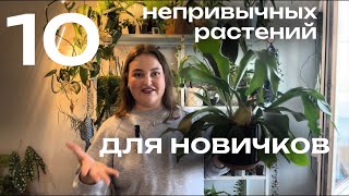 видео: 10 НЕОБЫЧНЫХ неприхотливых РАСТЕНИЙ для НОВИЧКОВ картинка: 10 НЕОБЫЧНЫХ неприхотливых РАСТЕНИЙ для НОВИЧКОВ
